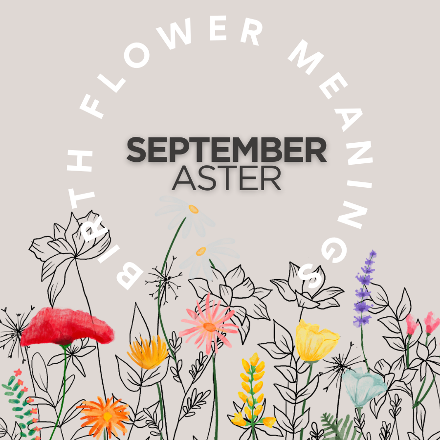 Bloom Scented Aster September Birth Flower Card