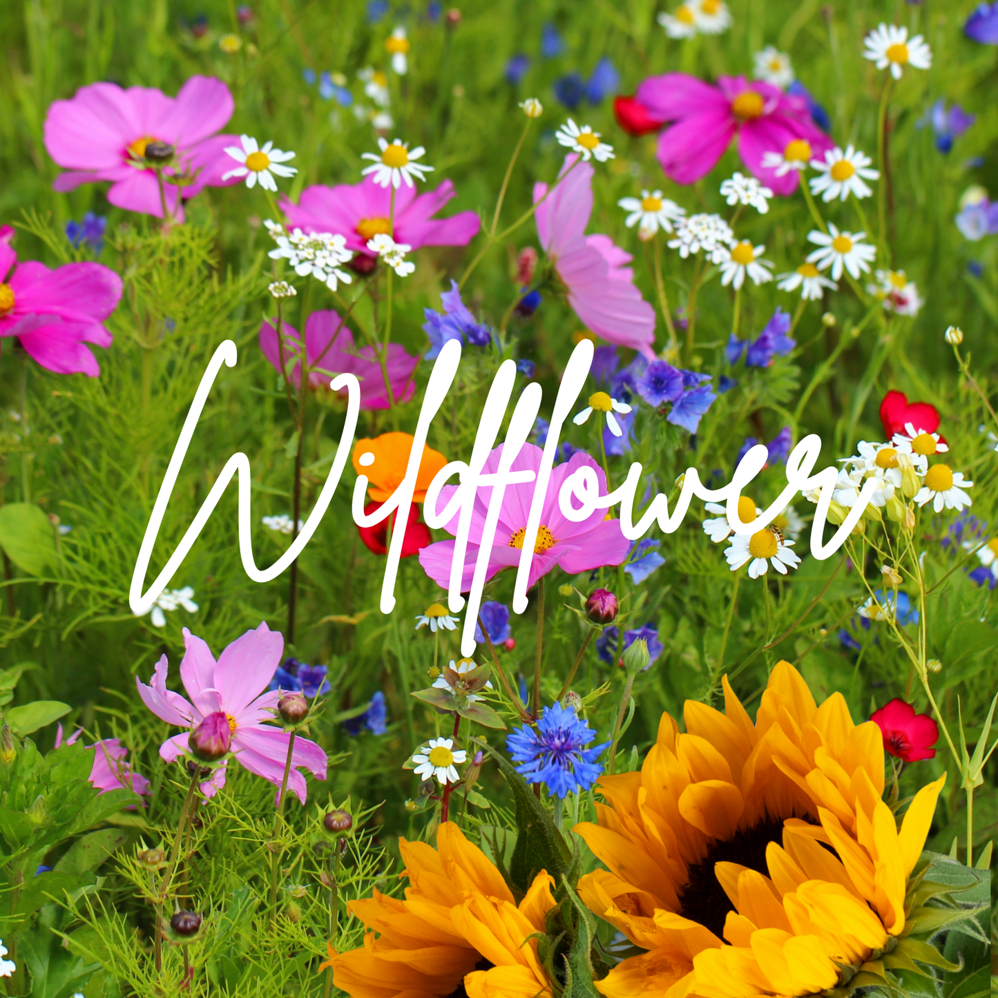 Wildflower Elixir Home Fragrance with jasmine, sweetpeas, hyancinth, sunflowers on wildflowers scented Luxe Cards and gifts - Luxury Cards and Gifts UK