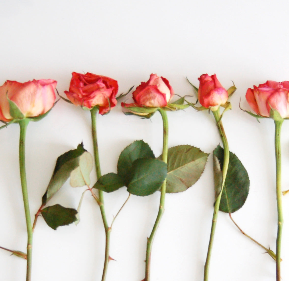 Cards are scented in rose oils for a sensory experience