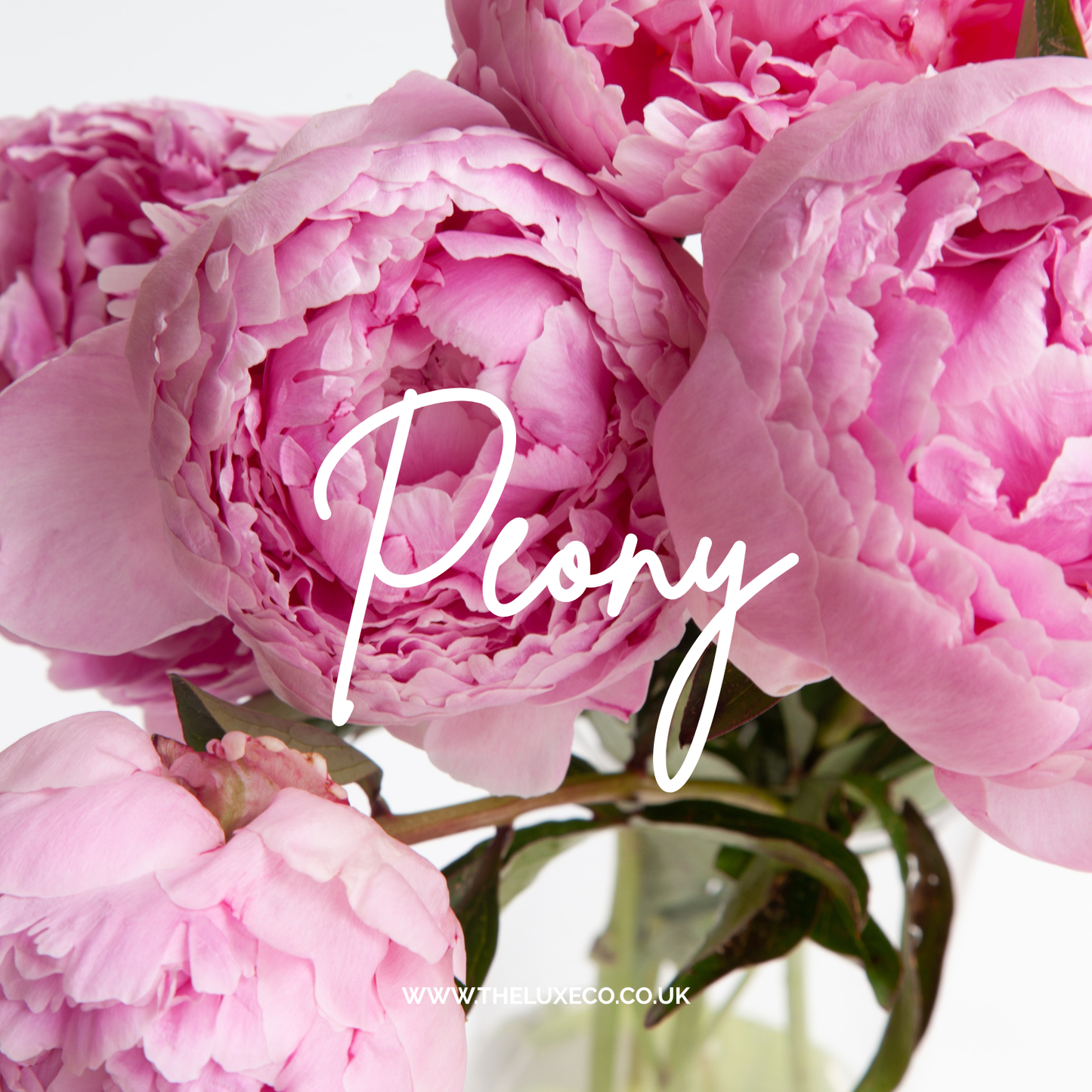 Peony 50th Scented A5 Birthday Card with envelope