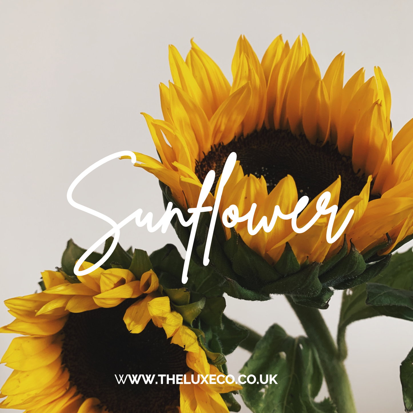 BLOOM SUNFLOWER Personalised Scented Card Design